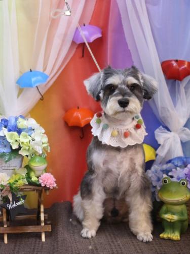 20230623パピコくん